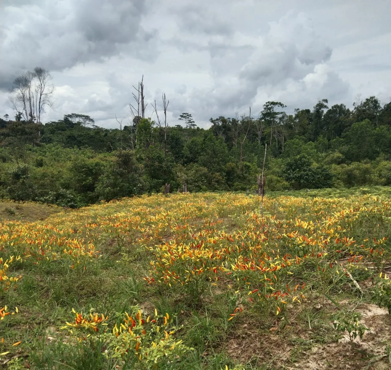 Kebun cabai Family Garden