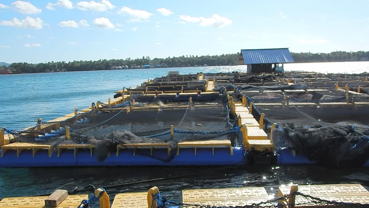 Jaringan karamba dan akses platform budidaya