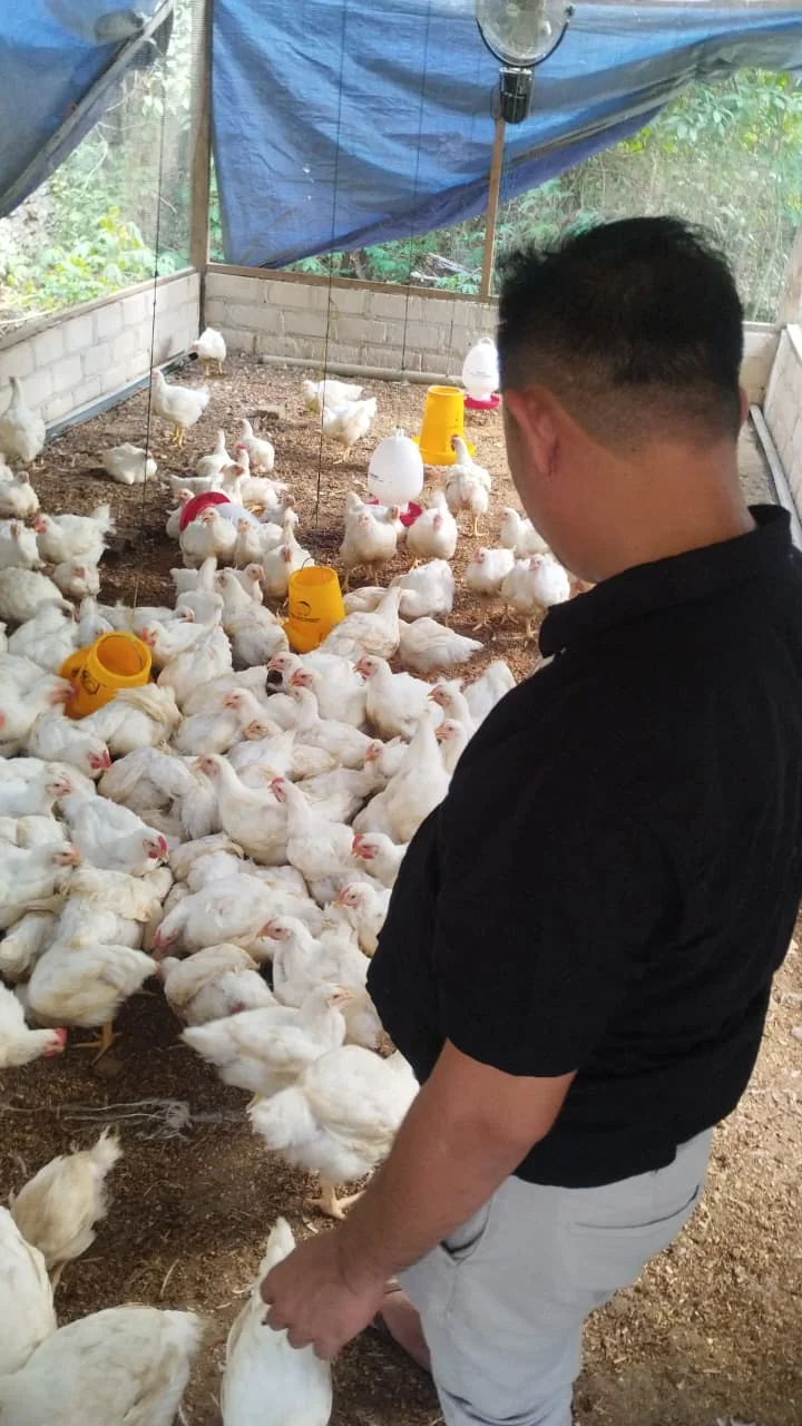 Peternakan ayam pedaging mitra Family Garden